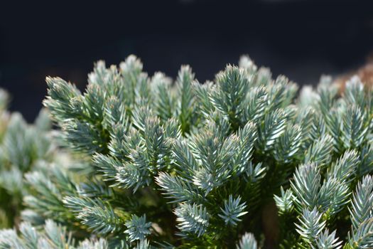 Flaky Juniper Blue Star - Latin name - Juniperus squamata Blue Star