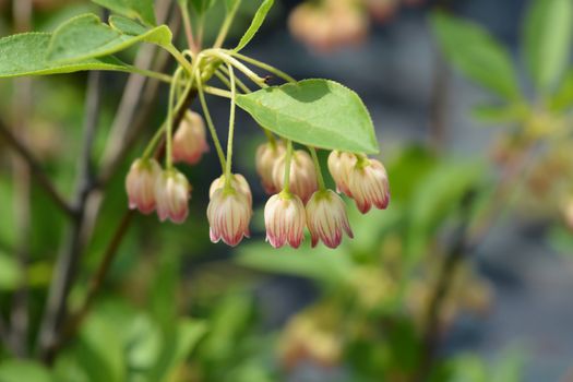 Red-vein enkianthus - Latin name - Enkianthus campanulatus