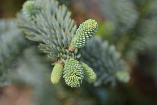 Blue Noble Fir - Latin name - Abies procera Glauca