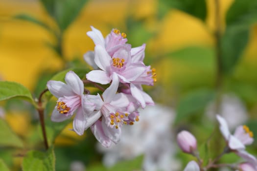 Deutzia Mont Rose - Latin name - Deutzia x hybrida Mont Rose