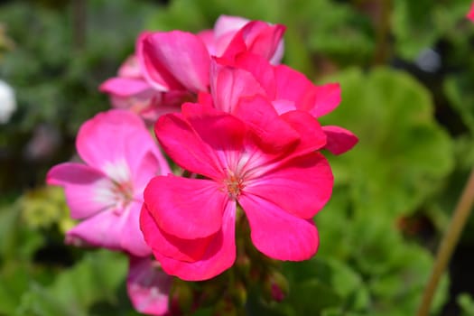 Pink Horse-shoe pelargonium - Latin name - Pelargonium zonale