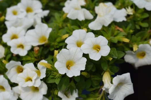 Calibrachoa Calipetite White - Latin name - Calibrachoa hybrida Calipetite