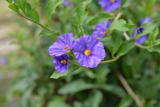 Blue potato bush - Latin name - Lycianthes rantonnetii