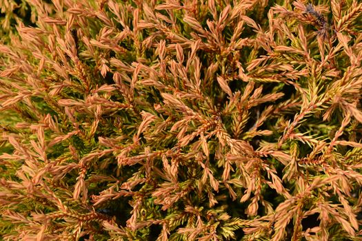 Golden Tuffet Arborvitae - Latin name - Thuja occidentalis Golden Tuffet