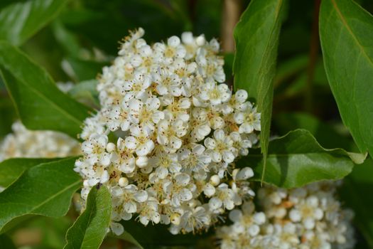 Firethorn Golden Charmer - Latin name - Pyracantha Golden Charmer