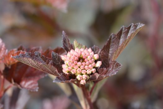 Ninebark Red Baron - Latin name - Physocarpus opulifolius Red Baron