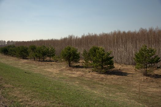 Young cedars planted in an alley at the edge of the forest. Altai, Siberia, Russia.