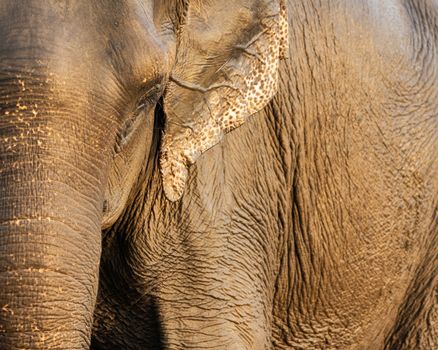 Asian elephant closeup shot in Chitwan, Nepal