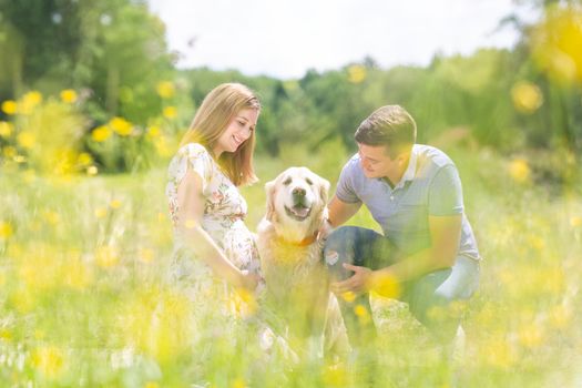 Young happy pregnant couple petting it's Golden retriever dog outdoors in meadow full of yellow blooming flowers.