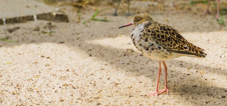 Closeup of a common red shank walking in the sand, Sandpiper from Eurasia, coastal wading bird