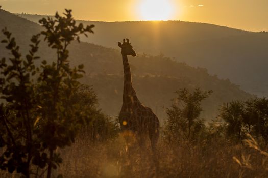 Giraffe in the morning sunrise