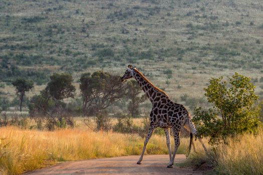 Giraffe crossing a dirt road
