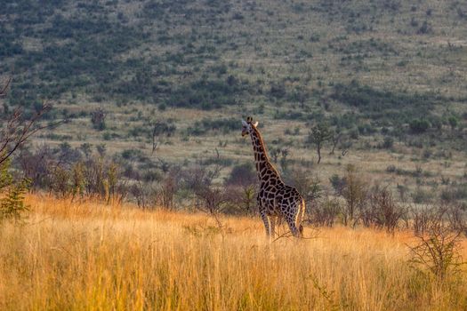 Giraffe standing in the long grass