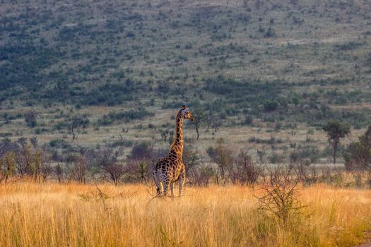 giraffe standing in the long grass looking into the distance