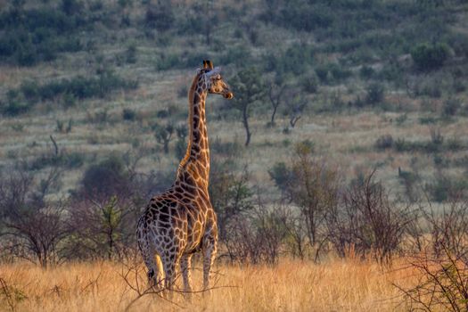 Giraffe enjoying the morning sunlight