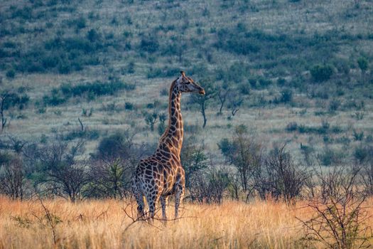Giraffe standing in the long grass
