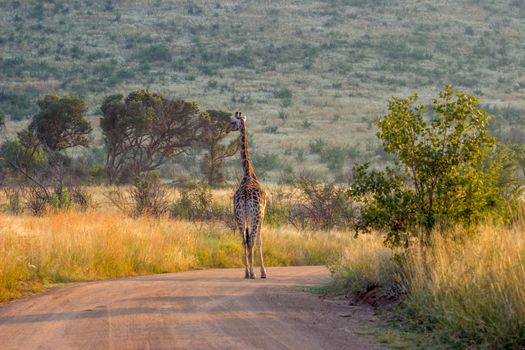 Giraffe standing on a dirt road