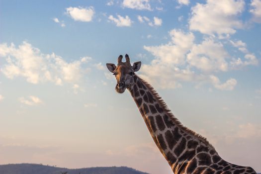 Giraffe closeup with blue sky