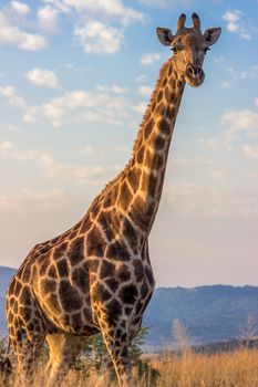 Giraffe closeup with blue sky
