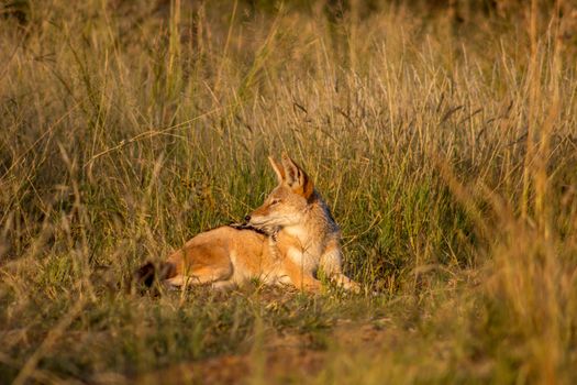 black Backed Jackal lying on the green grass