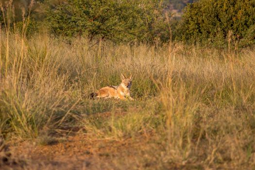 black Backed Jackal lying on the green grass