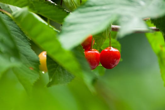 Fresh organic red cherries close up with stems on tree