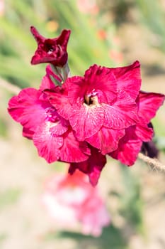 Sword Lily (Gladiolus) a genus of perennial cormous iris family. It is a sun loving plant Blooms in spring and summer. A flower for gardens and bouquets. Its color is a symbol of love or friendship.