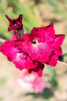 Sword Lily (Gladiolus) a genus of perennial cormous iris family. It is a sun loving plant Blooms in spring and summer. A flower for gardens and bouquets. Its color is a symbol of love or friendship.