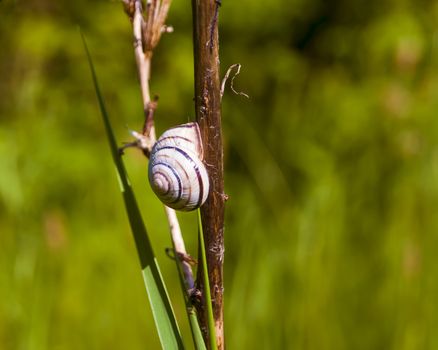 Snail on a stalk and blurred green background