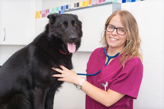 Female veterinary doctor using stethoscope for cute dog examination