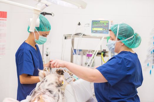 Group of veterinarian surgeons at work