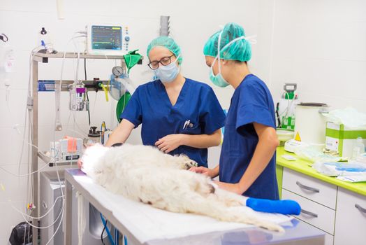 Group of veterinarian surgeons at work