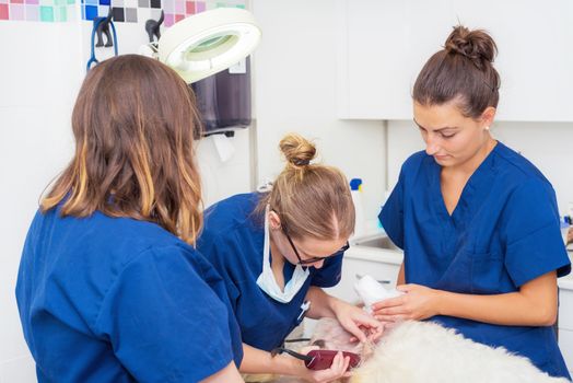 veterinarian team shaving a dog for surgery