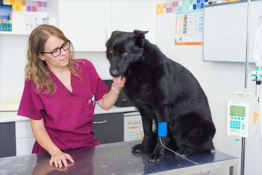 Dog in veterinary clinic with an intravenous infusion