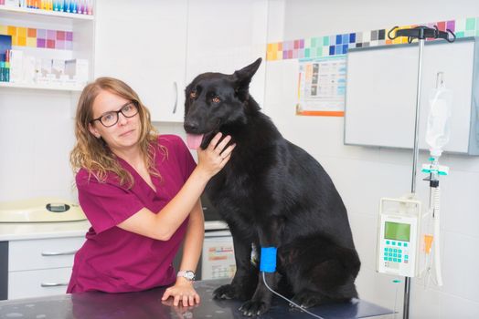 Dog in veterinary clinic with an intravenous infusion