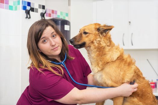 Female veterinary doctor using stethoscope for cute dog examination