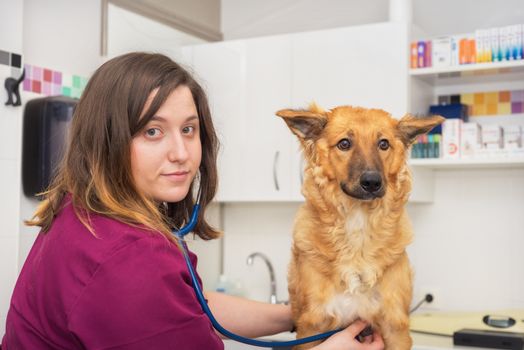 Female veterinary doctor using stethoscope for cute dog examination