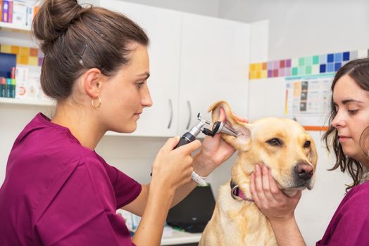 Hearing checkup of a dog in veterinary clinic