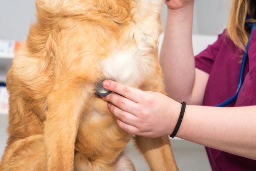 Female veterinary doctor using stethoscope for cute dog examination