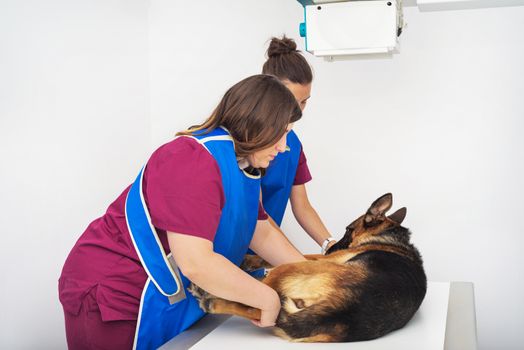 Veterinary radiologist examining dog in x-ray room