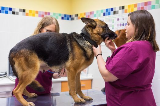 Female veterinary doctor using stethoscope for cute dog examination