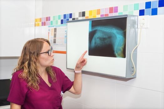 Veterinarian examining a dog's x-ray