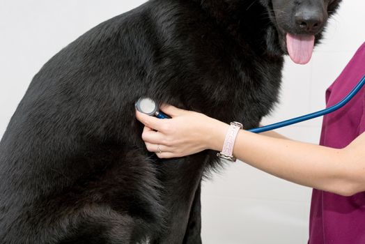 Female veterinary doctor using stethoscope for cute dog examination