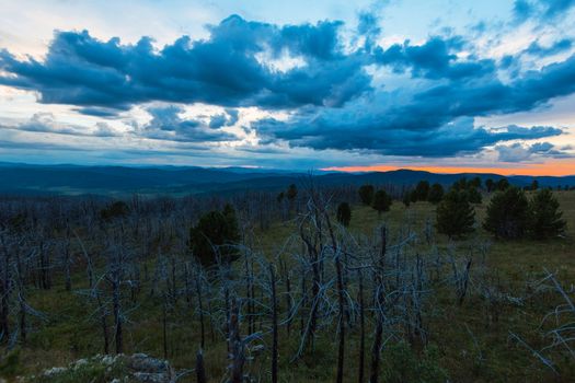 Landscape with dead forest on the mountain pass, height over 2000 meters, in the mountains in Altay