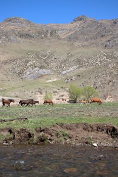 A group of horses grazes in a fertile valley surrounded by mountains. Altai, Siberia, Russia.