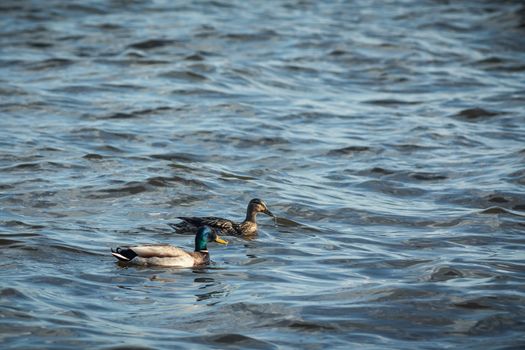 ducks swimming along the river in the wild