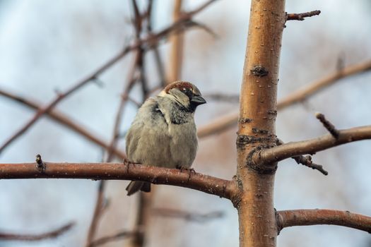 Sparrow bird sitting on tree branch. Bird wildlife scene.