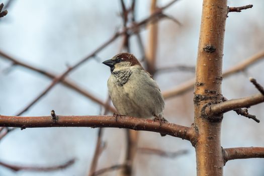 Sparrow bird sitting on tree branch. Bird wildlife scene.