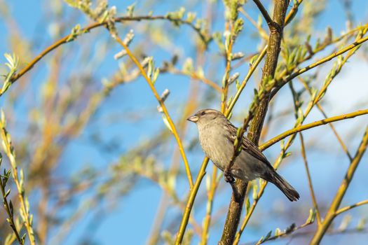 Sparrow bird sitting on tree branch. Bird wildlife scene.