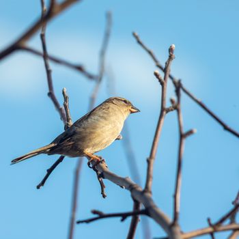 Sparrow bird sitting on tree branch. Bird wildlife scene.